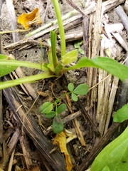 Orbexilum pedunculatum