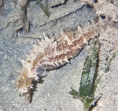 Hippocampus jayakari