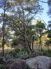 Pinus cembroides lagunae