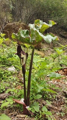 Arisaema elephas