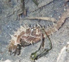 Hippocampus jayakari