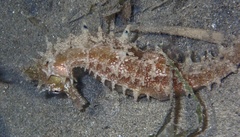 Hippocampus jayakari