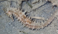 Hippocampus jayakari