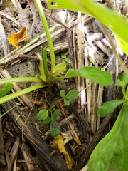 Orbexilum pedunculatum