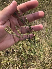 Lespedeza leptostachya