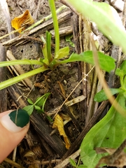 Orbexilum pedunculatum