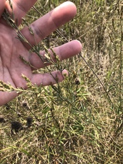 Lespedeza leptostachya