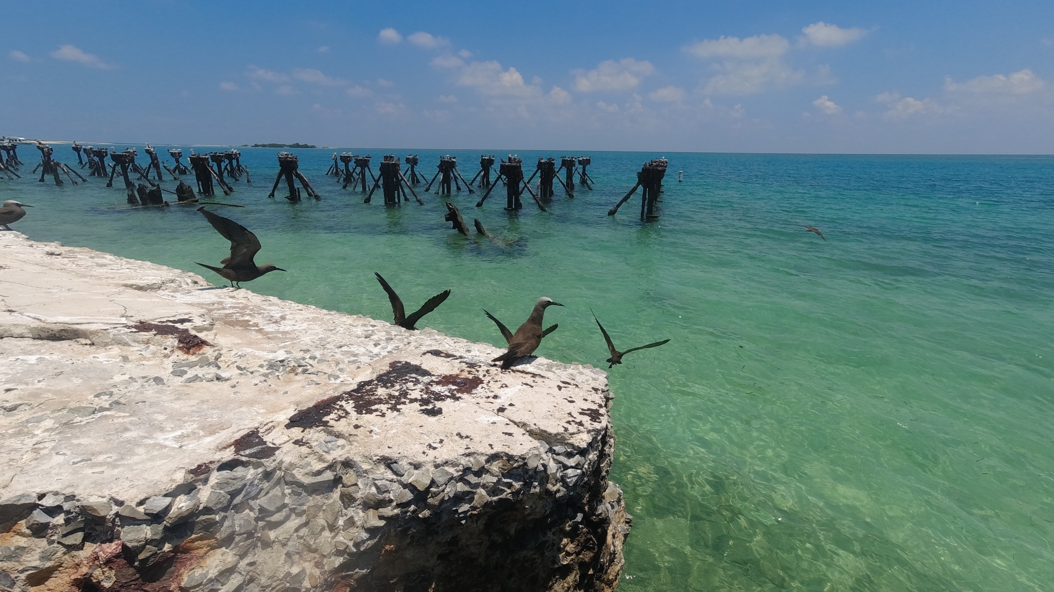 Brown Noddy (Anous stolidus)