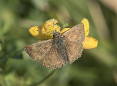 Erynnis tages