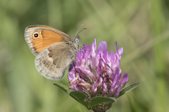Coenonympha pamphilus
