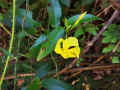 Mandevilla torosa