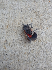 Lycorma delicatula