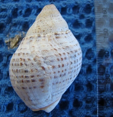 Cominella adspersa