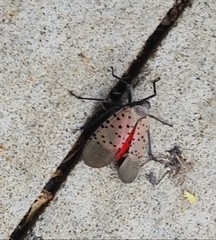 Lycorma delicatula