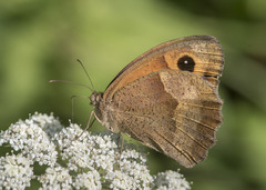Maniola jurtina