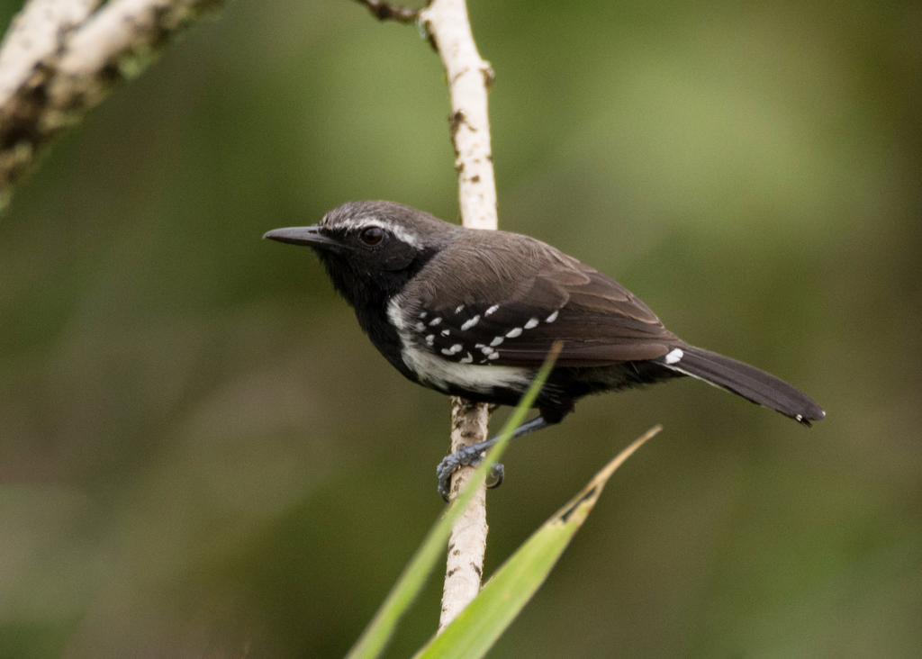 Black-bellied Antwrens