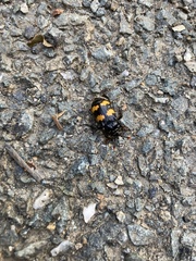 Nicrophorus interruptus