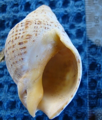 Cominella adspersa