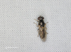 Cheilosia longula