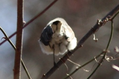 Polioptila caerulea caerulea
