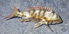 Lethrinus