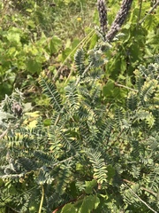 Amorpha canescens