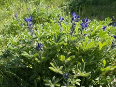 Lupinus micranthus