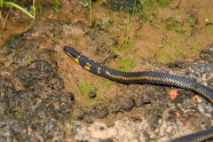 Uropeltidae