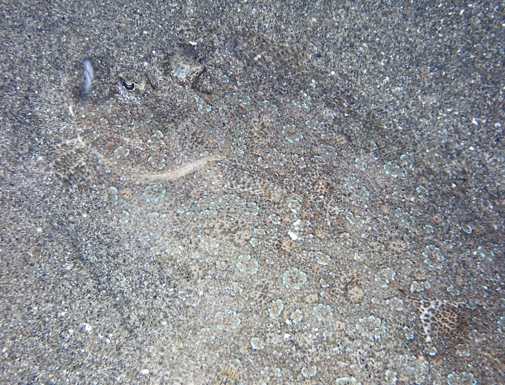 Leopard flounder