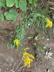Solidago