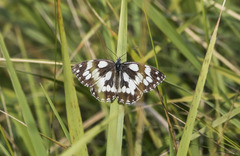 Melanargia galathea