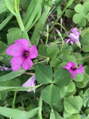 Oxalis articulata