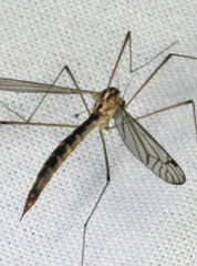 Nephrotoma aculeata