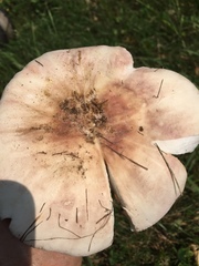 Russula pseudolepida