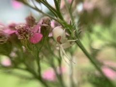 Misumena vatia