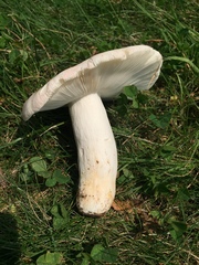 Russula pseudolepida