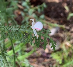 Misumena vatia
