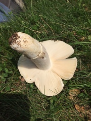 Russula pseudolepida