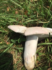Russula pseudolepida