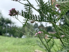 Misumena vatia