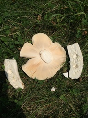 Russula pseudolepida