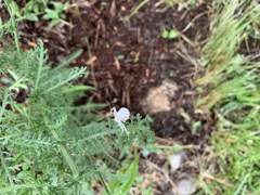 Misumena vatia