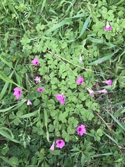 Oxalis articulata