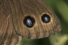 Minois dryas