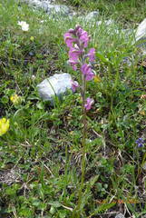 Pedicularis rostratospicata