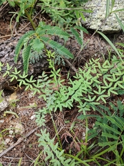 Pellaea ternifolia brandegeei