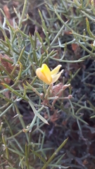 Stauracanthus spectabilis