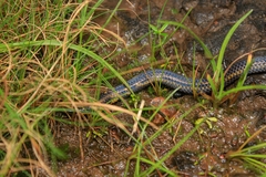 Uropeltidae