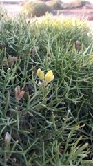 Stauracanthus spectabilis