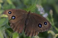 Minois dryas